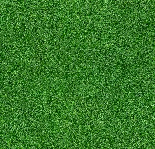 000369F grass